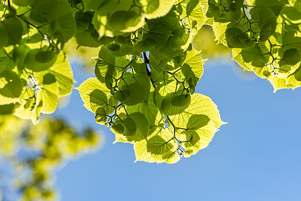 664464 - Tilleul à grandes feuilles (Tilia platyphyllos)