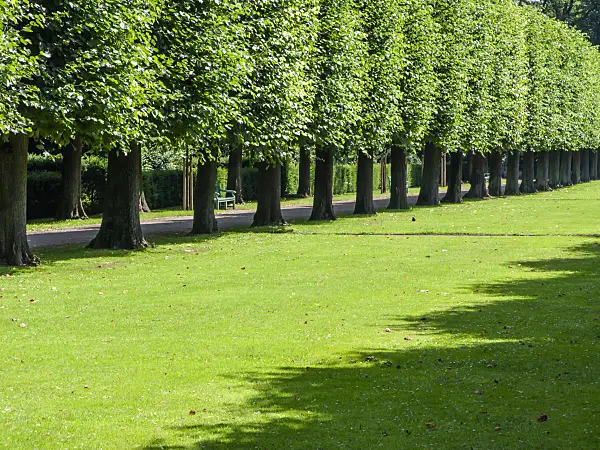 427095 - Tilleul de Hollande (Tilia x europaea)