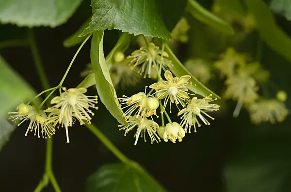 521378 - Tilleul de Hollande (Tilia x europaea)