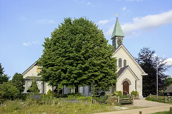 575341 - Tilleul des bois (Tilia cordata)