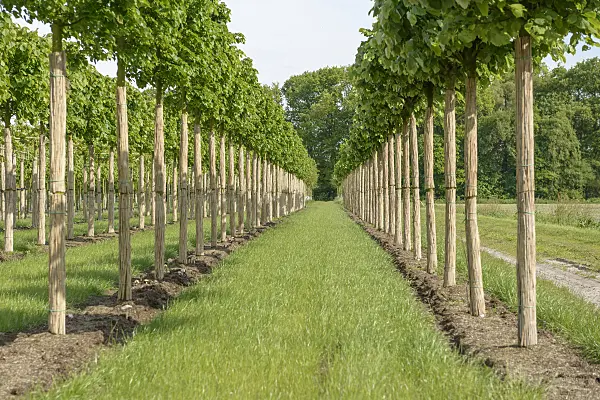 575339 - Tilleul des bois (Tilia cordata 'Greenspire')
