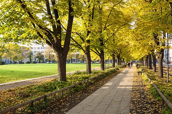 465136 - Tilleul (Tilia), Platz der Einheit, Potsdam, Allemagne