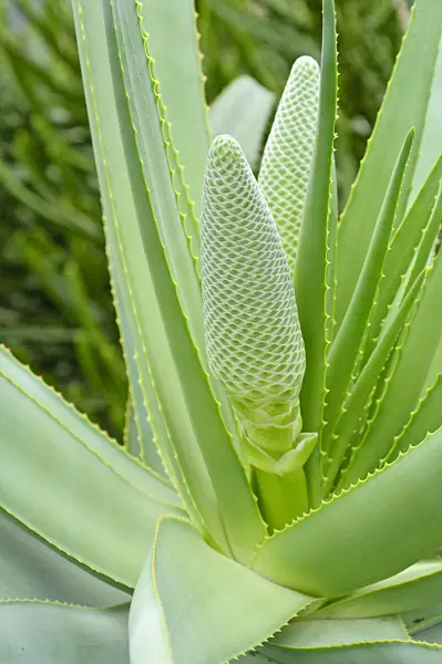 467039 - Tilt-head aloe (Aloe speciosa)