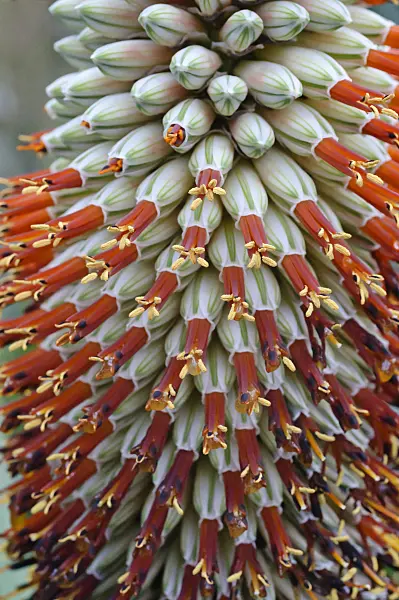 469004 - Tilt-head aloe (Aloe speciosa)