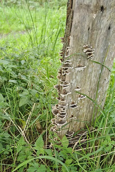 518015 - Tinder fungus (Fomes fomentarius)
