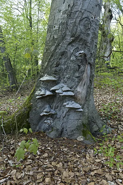 567004 - Tinder fungus (Fomes fomentarius)