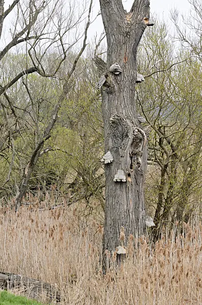 555034 - Tinder fungus (Fomes fomentarius) at a dead tree trunk