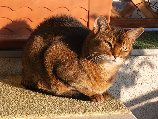 400014 - Tired Abyssinian cat cowering on a carpet on the veranda in the sun