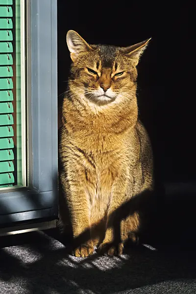 370059 - Tired Abyssinian cat sitting upright on a sunny window sill