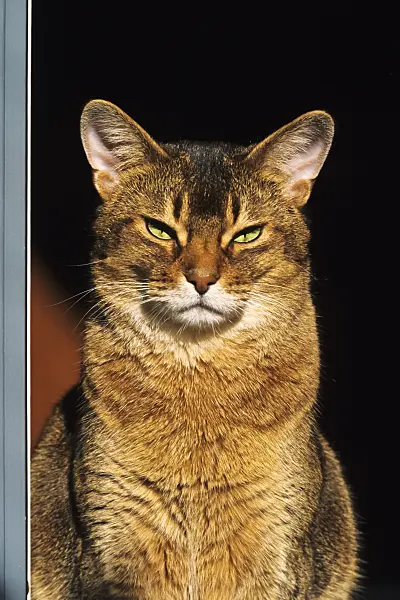 370063 - Tired Abyssinian cat with slit eyes