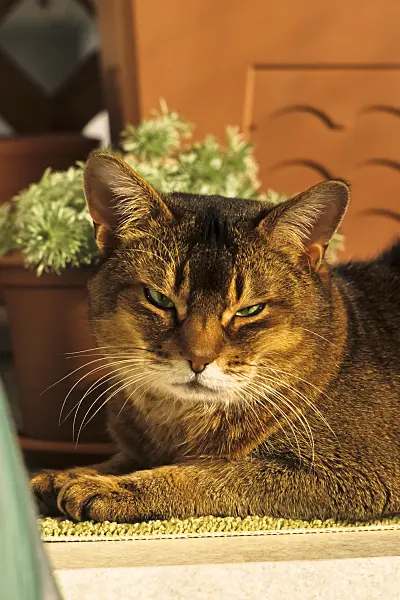 388172 - Tired looking Abyssinian cat crouching on a carpet in front of a flower pot in the sun