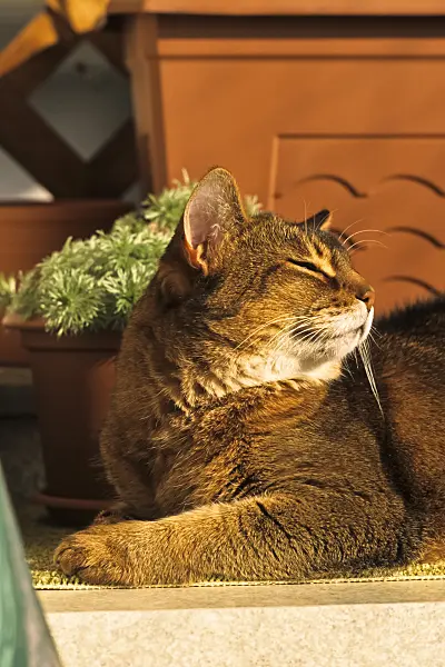 388173 - Tired looking Abyssinian cat crouching on a carpet in front of a flower pot in the sun