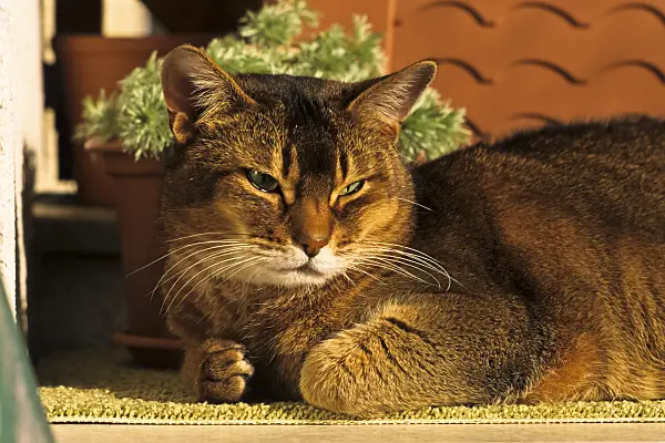 388174 - Tired looking Abyssinian cat crouching on a carpet in front of a flower pot in the sun