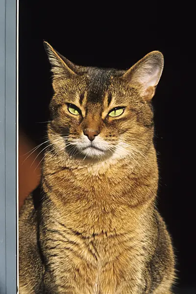 370061 - Tired looking Abyssinian cat in the sun