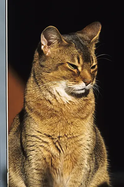 370064 - Tired looking Abyssinian cat in the sun