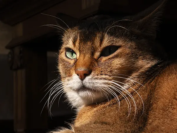400008 - Tired looking Abyssinian cat in the sun