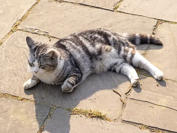 437204 - Tired tabby cat sunbathing on hot stone slabs