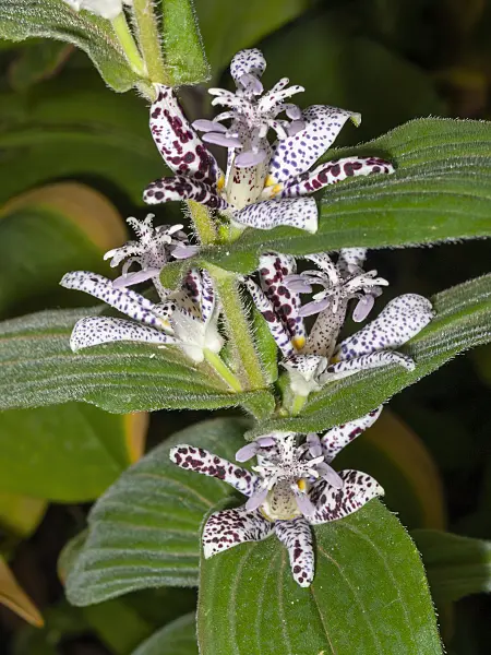 406009 - Toad lily (Tricyrtis affinis)