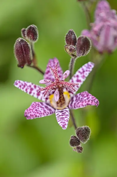 536070 - Toad lily (Tricyrtis T&M Hybrids)