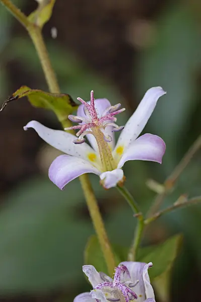 477024 - Toad lily (Tricyrtis Tojen)