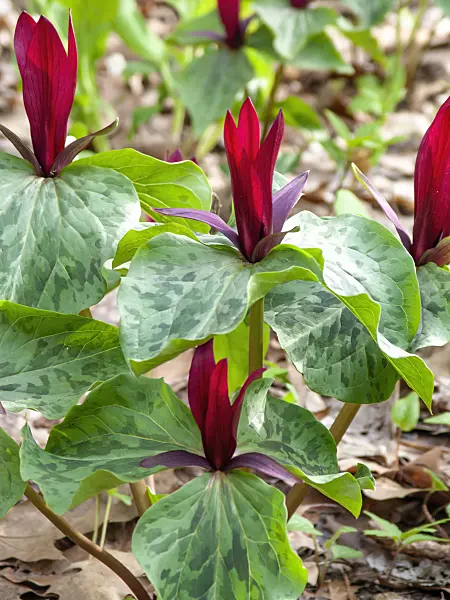 436269 - Toadshade trillium (Trillium sessile)