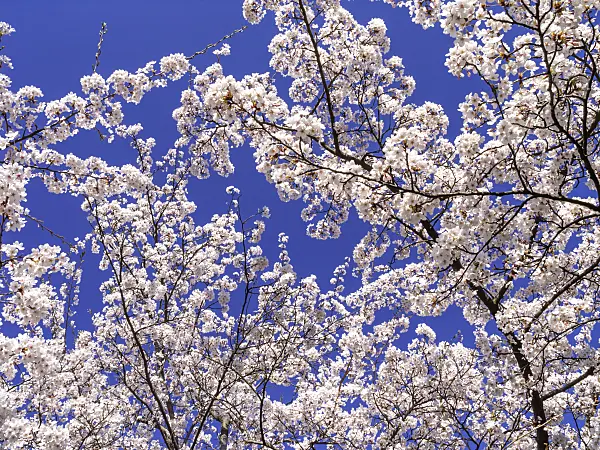 448006 - Tokyo cherry (Prunus x yedoensis)