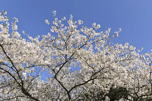 495044 - Tokyo cherry (Prunus x yedoensis)