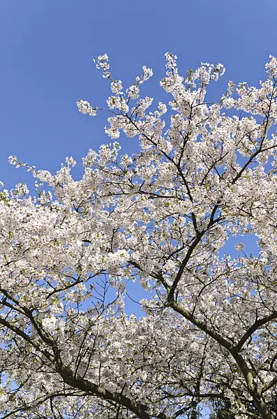 495045 - Tokyo cherry (Prunus x yedoensis)