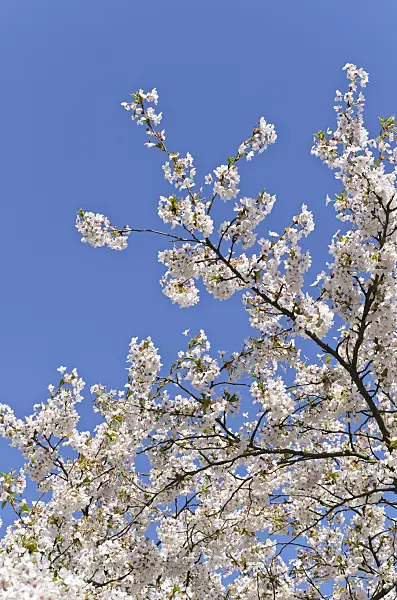 495046 - Tokyo cherry (Prunus x yedoensis)