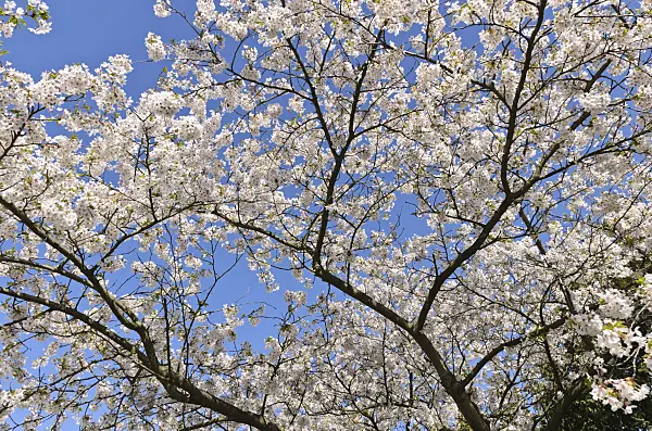 495047 - Tokyo cherry (Prunus x yedoensis)