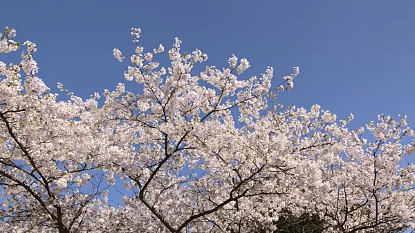 495056 - Tokyo cherry (Prunus x yedoensis)