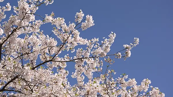 495057 - Tokyo cherry (Prunus x yedoensis)