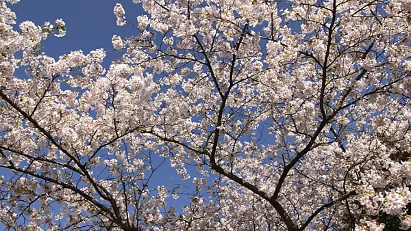 495058 - Tokyo cherry (Prunus x yedoensis)