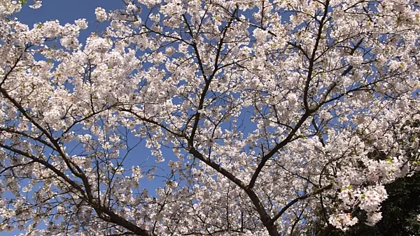 495059 - Tokyo cherry (Prunus x yedoensis)