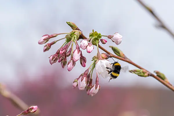 664343 - Tokyo cherry (Prunus x yedoensis)