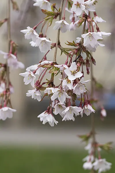 616303 - Tokyo cherry (Prunus x yedoensis 'Ivensii')