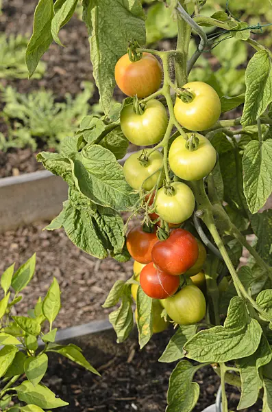 523175 - Tomate (Lycopersicon esculentum)