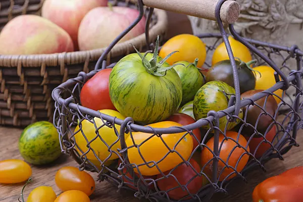 476076 - Tomaten (Lycopersicon esculentum)