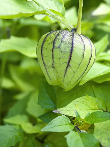 428309 - Tomatillo (Physalis ixocarpa)
