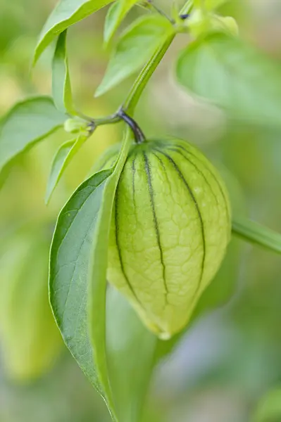 476060 - Tomatillo (Physalis ixocarpa)