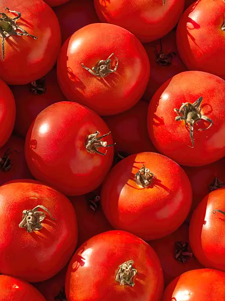 404052 - Tomato (Lycopersicon esculentum)