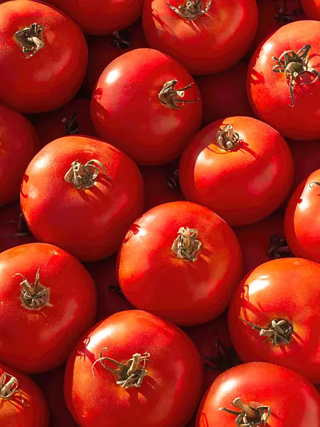 404053 - Tomato (Lycopersicon esculentum)