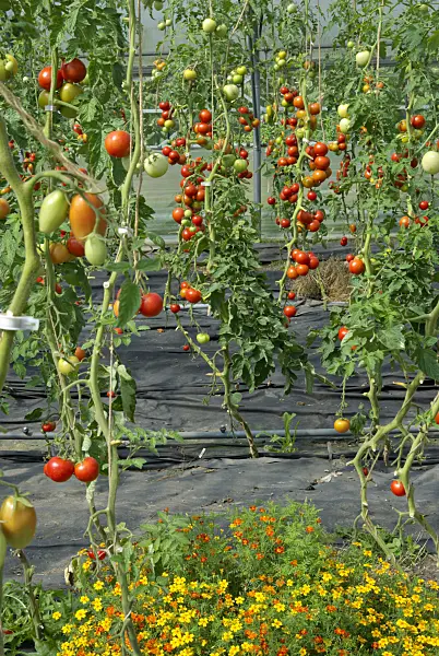 457037 - Tomato (Lycopersicon esculentum)