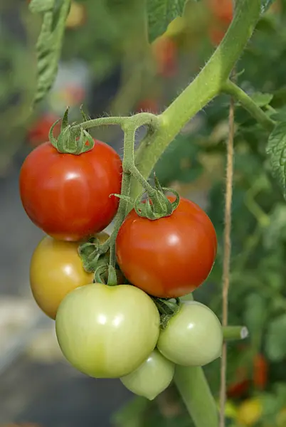 457045 - Tomato (Lycopersicon esculentum)