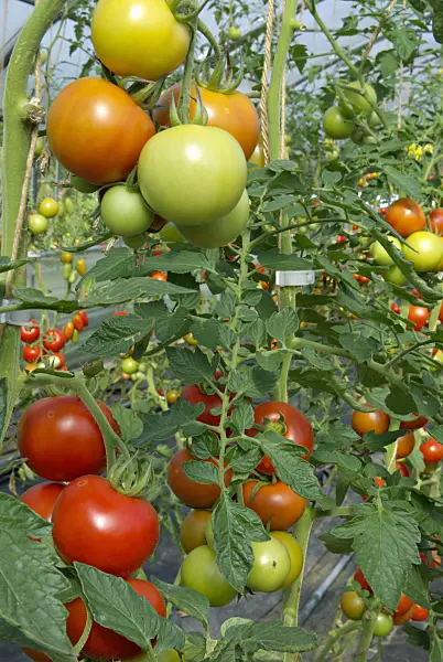 457046 - Tomato (Lycopersicon esculentum)