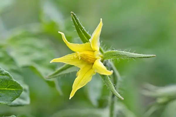 473229 - Tomato (Lycopersicon esculentum)