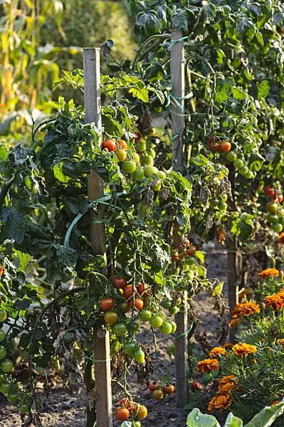 476198 - Tomato (Lycopersicon esculentum)