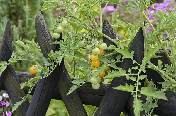 523061 - Tomato (Lycopersicon esculentum)