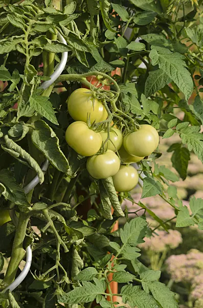 523169 - Tomato (Lycopersicon esculentum)
