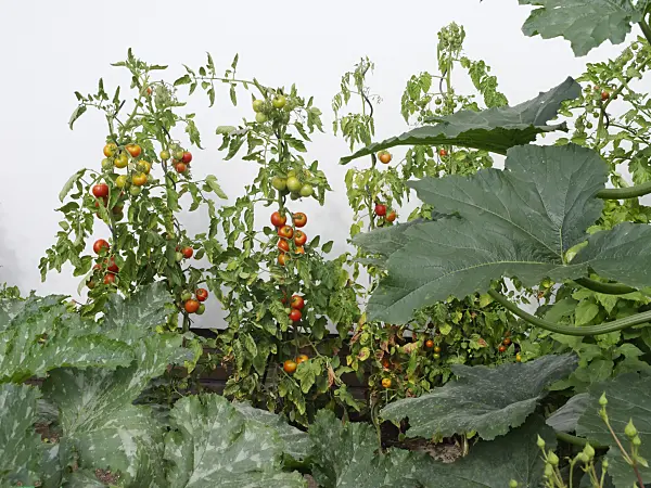 475259 - Tomato (Lycopersicon esculentum) and zucchini (Cucurbita pepo convar. giromontiina) in front of a house wall